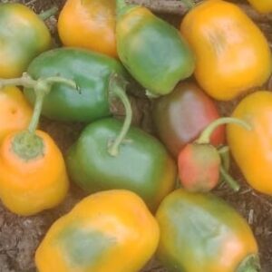 green capsicum