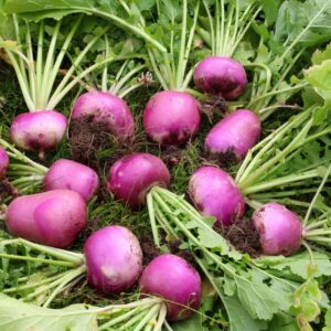 turnips