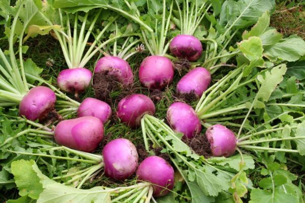 turnips