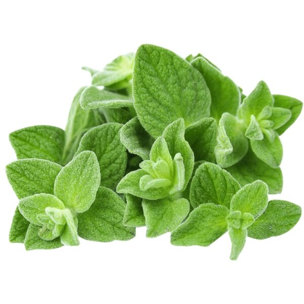 oregano