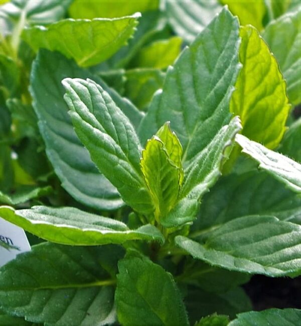 spearmint