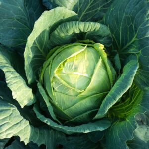 cabbage